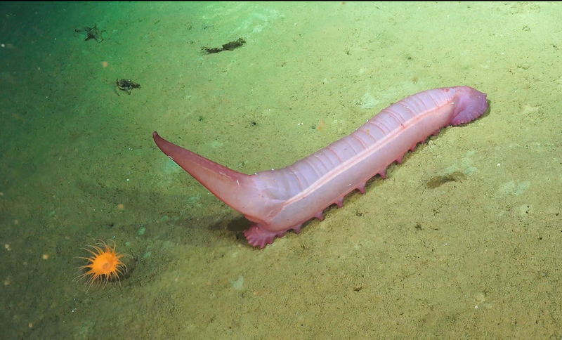 Una holoturia, conocida vulgarmente como pepino de mar